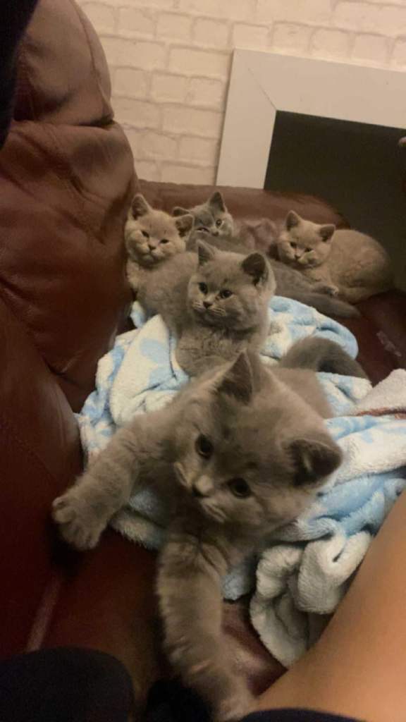 5 British Blue Kittens ready to be homed