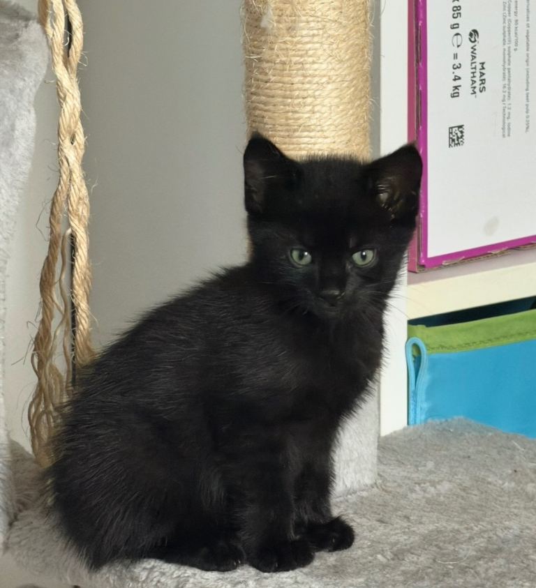 2 Adorable Black Boy Kittens 