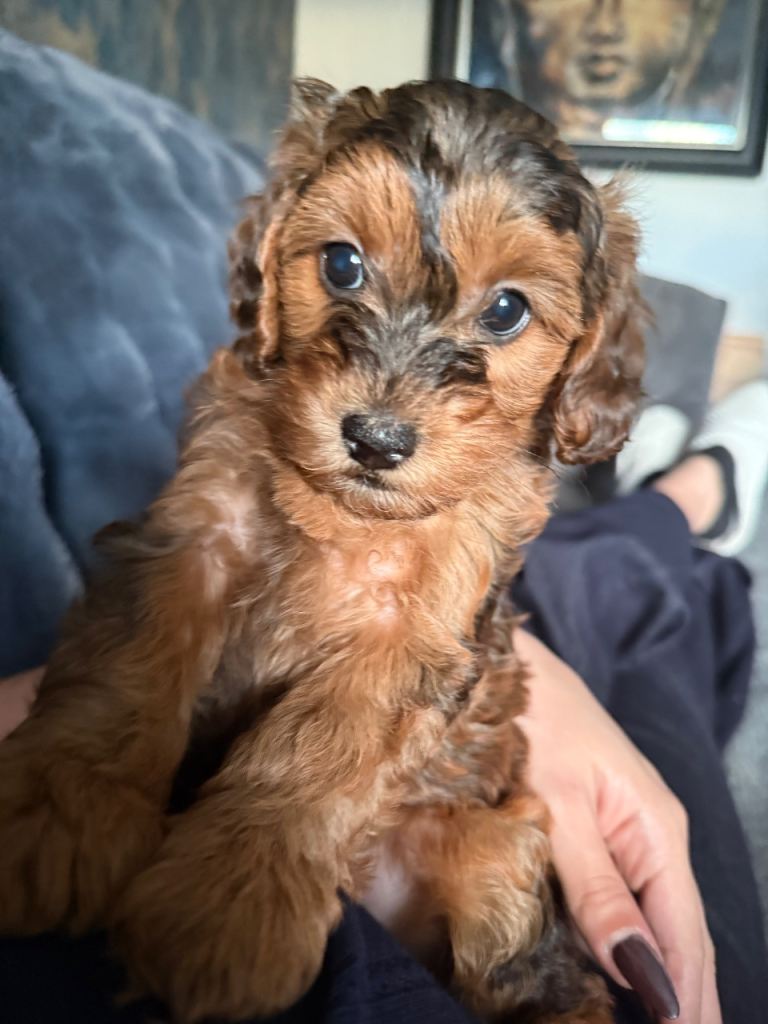 F1bb Cavapoo Puppy left – 1 Boy (chocolate Merle in colour)