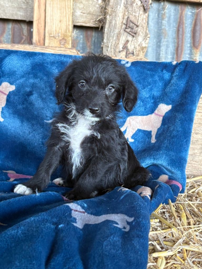 Bordoodle puppies
