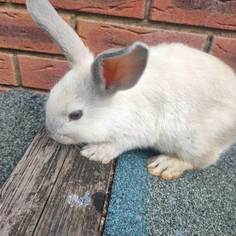 Five beautiful baby rabbit looking for a lovely home. 