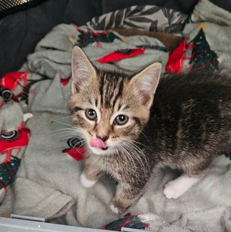 Female kitten