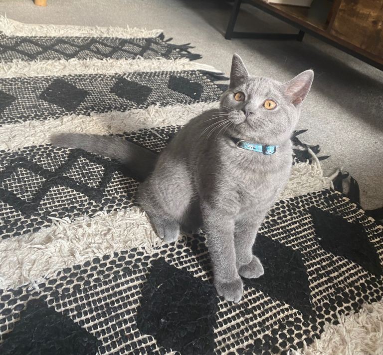 British short hair male kitten 