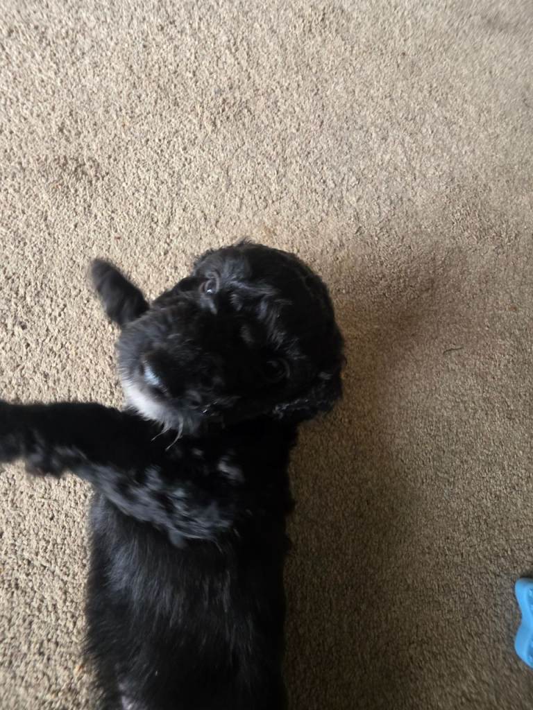 Cockapoo f1 puppies 