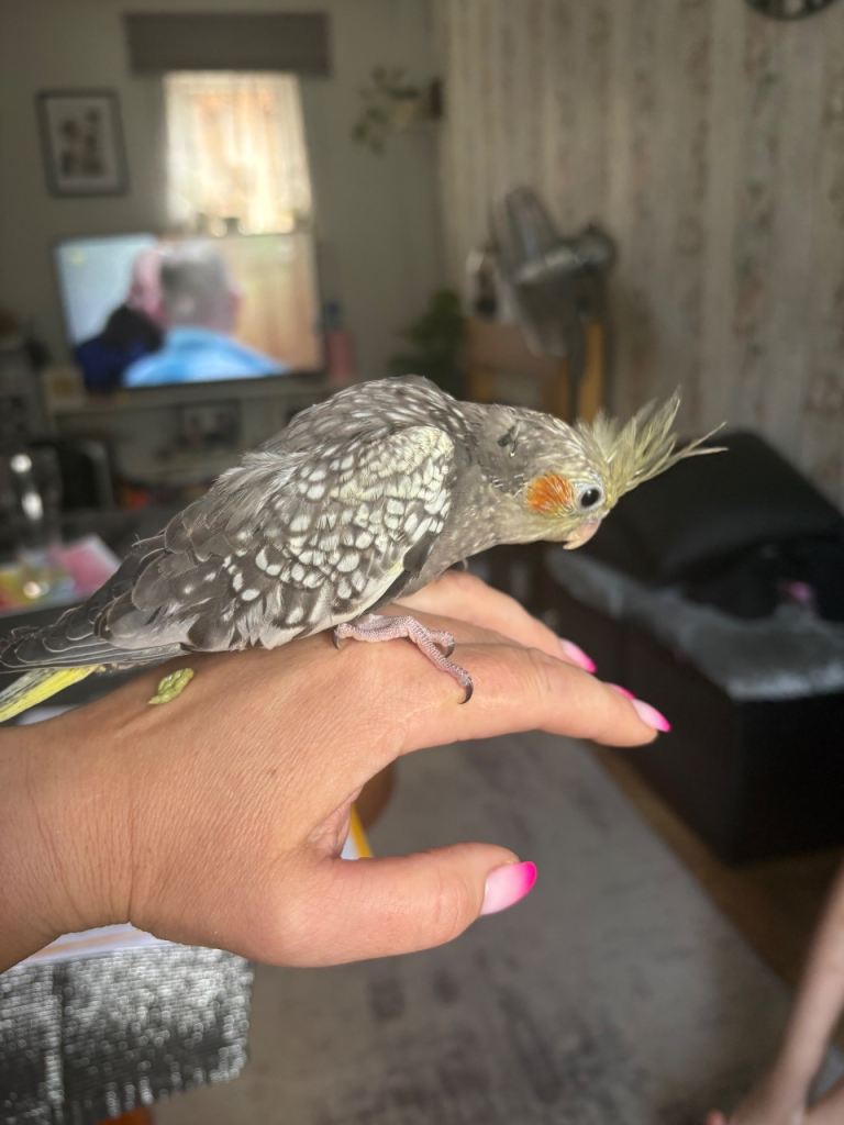 Cockatiel Female 