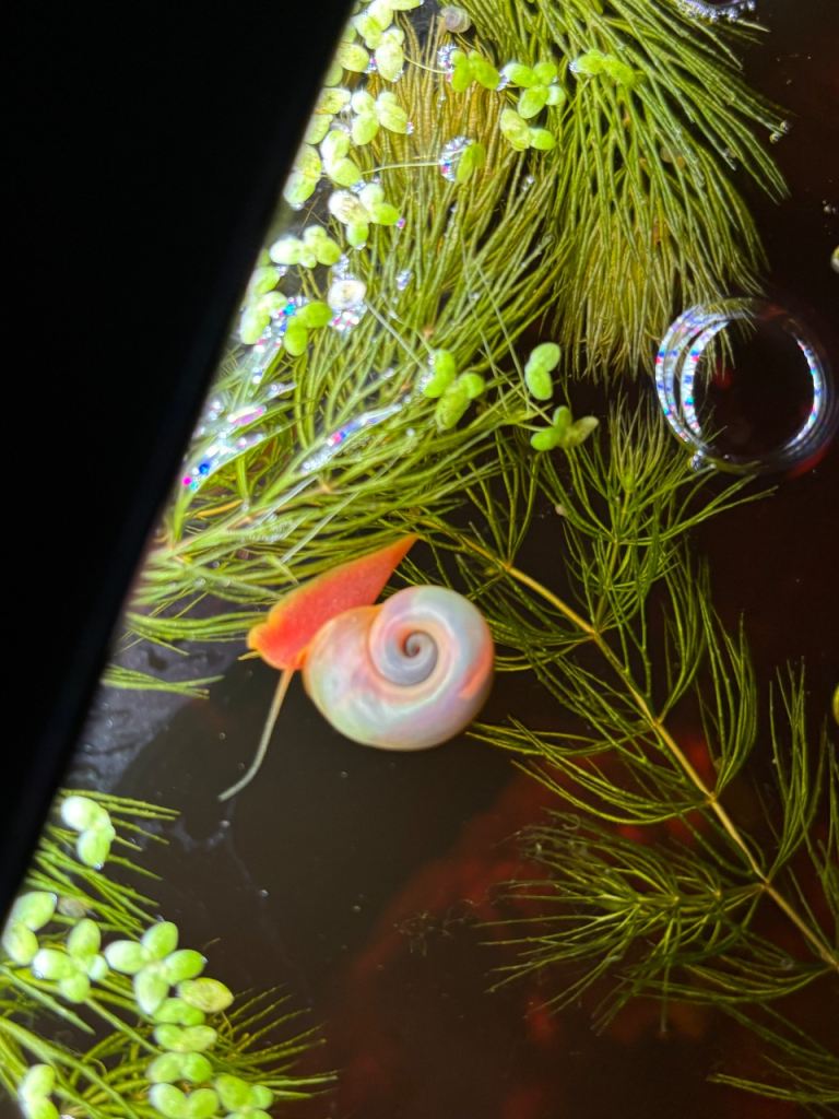 5x Pink Ramshorn Snails