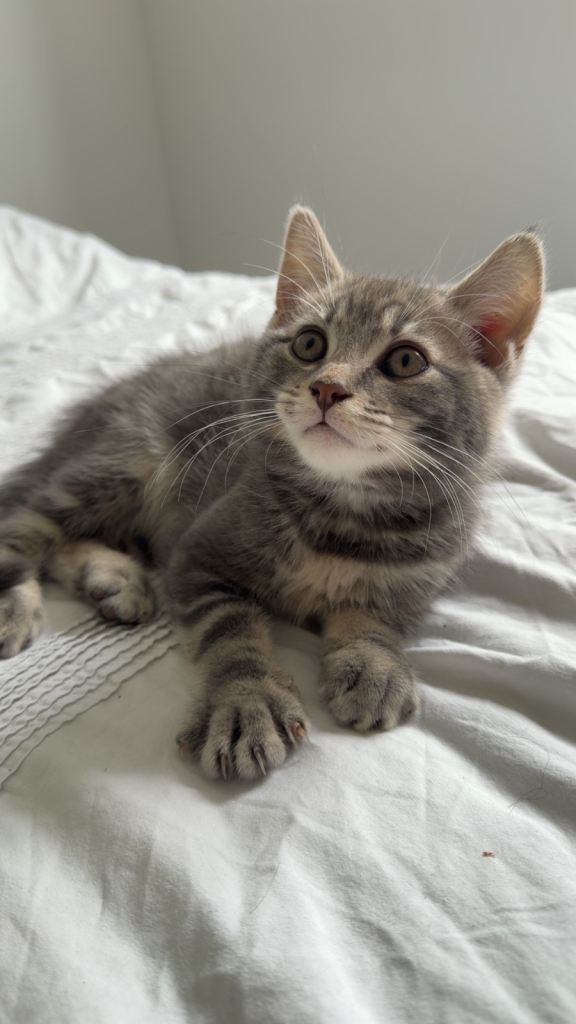 Absolutely stunning grey half Maine coon kitten - 11 weeks old
