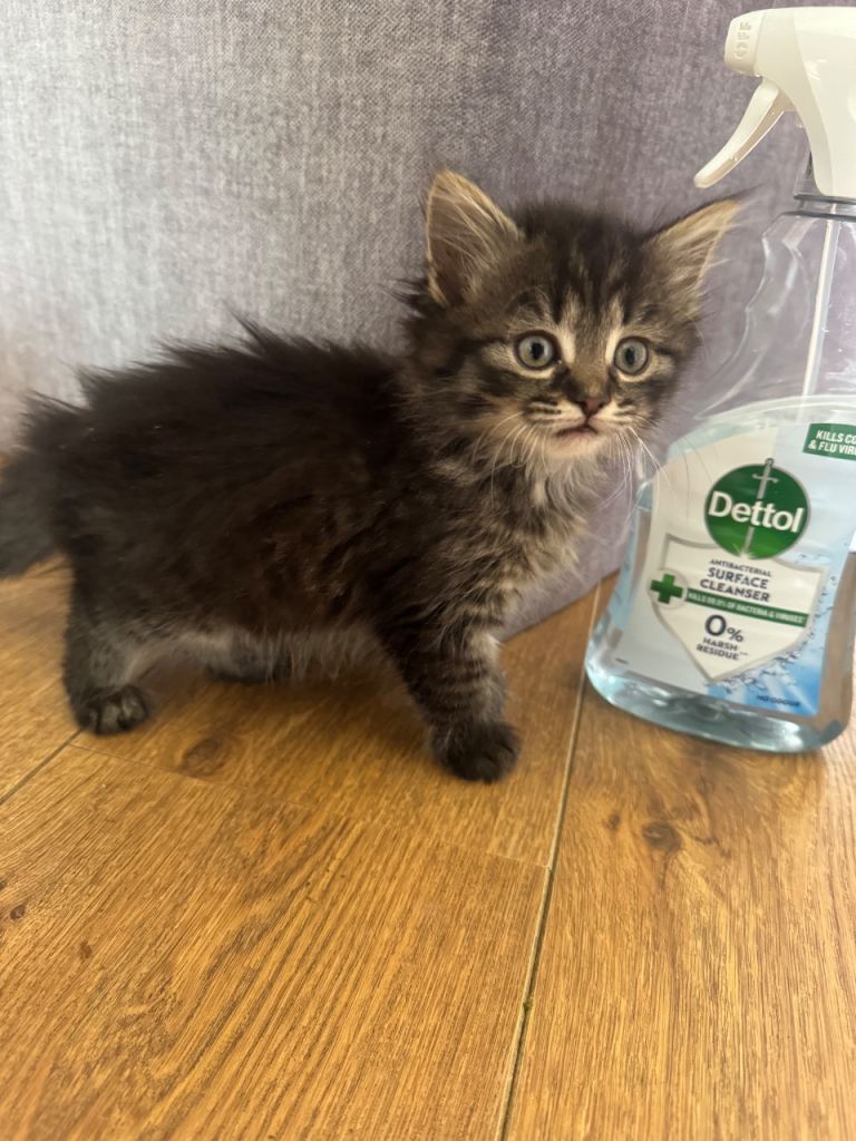 Kittens