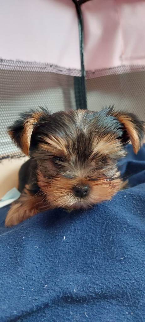 Yorkshire terrier miniature puppies for sale 
