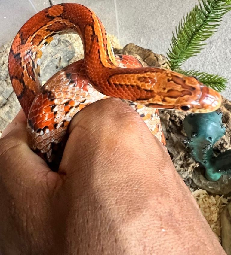 Corn Snake 