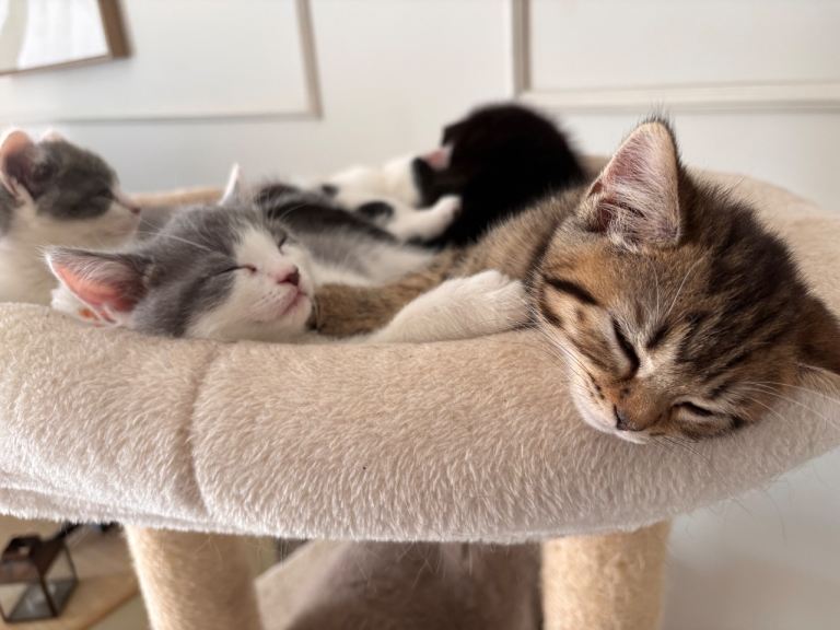 Stunning 50% British Shorthair kittens for sale