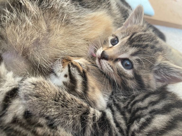 🐈‍⬛ Beautiful tabby kittens 💕
