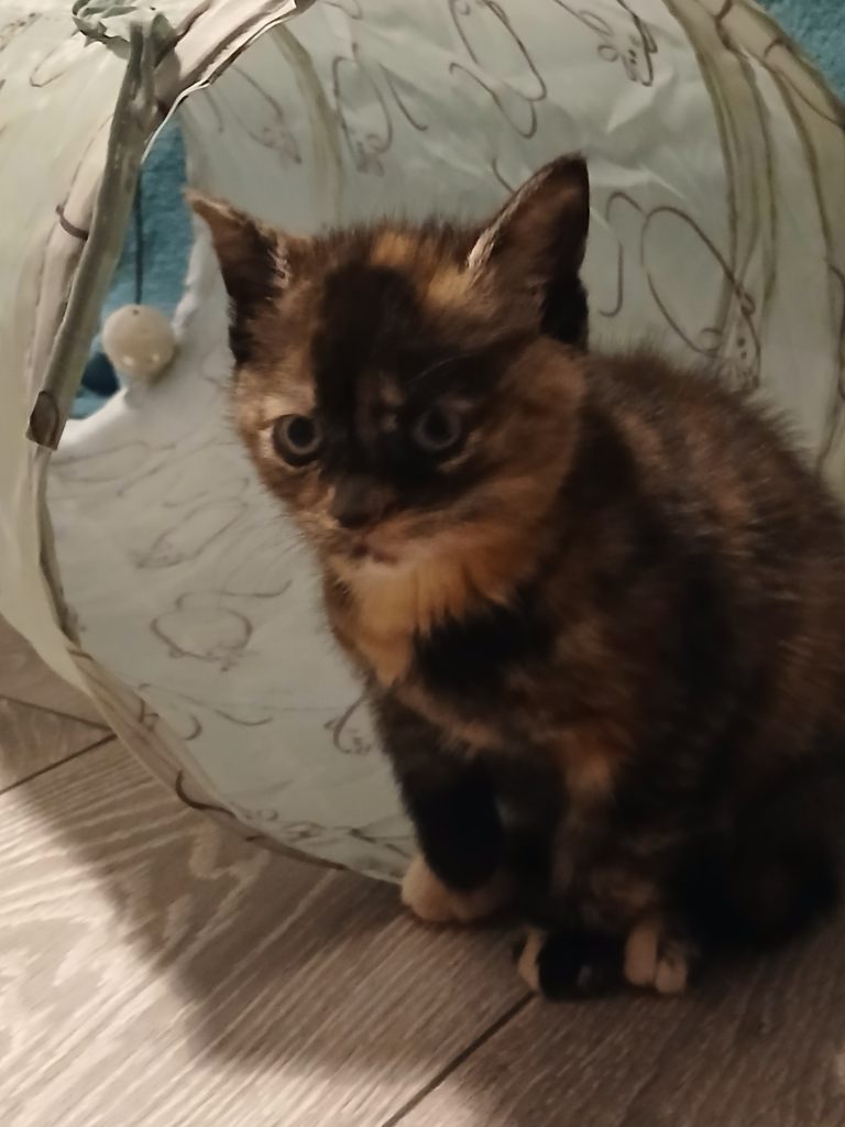 2 female kittens available 