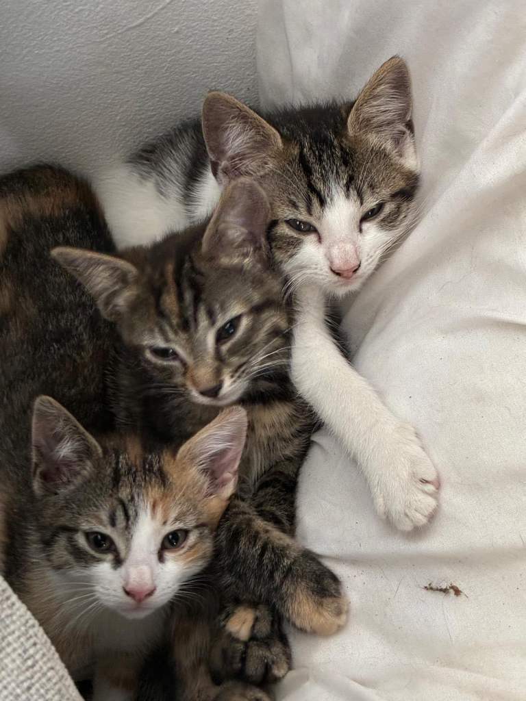 Very cute kittens for sale!