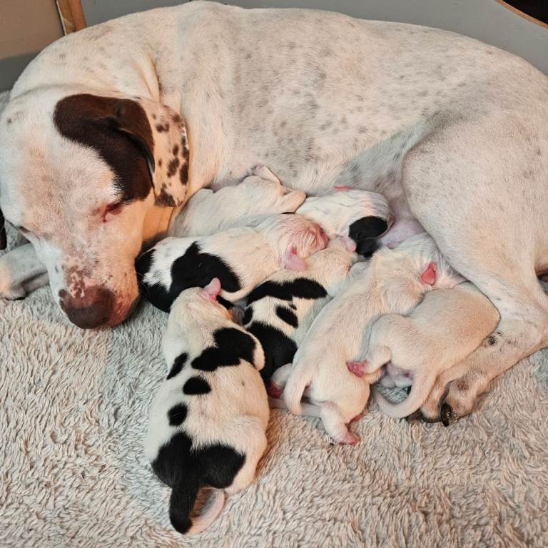 Staffie spaniel X old tyme english bulldog 