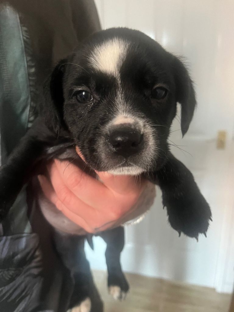 3 pups for sale blyth