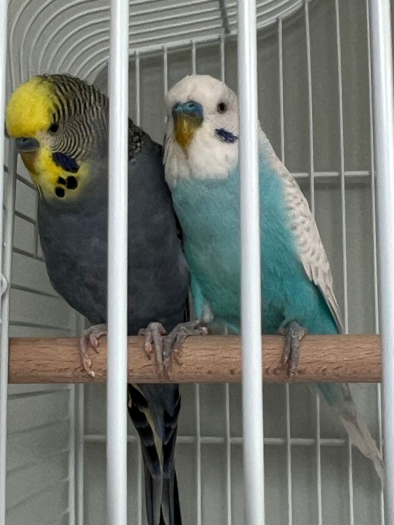 4x male budgies in beautiful colours, £80 per pair