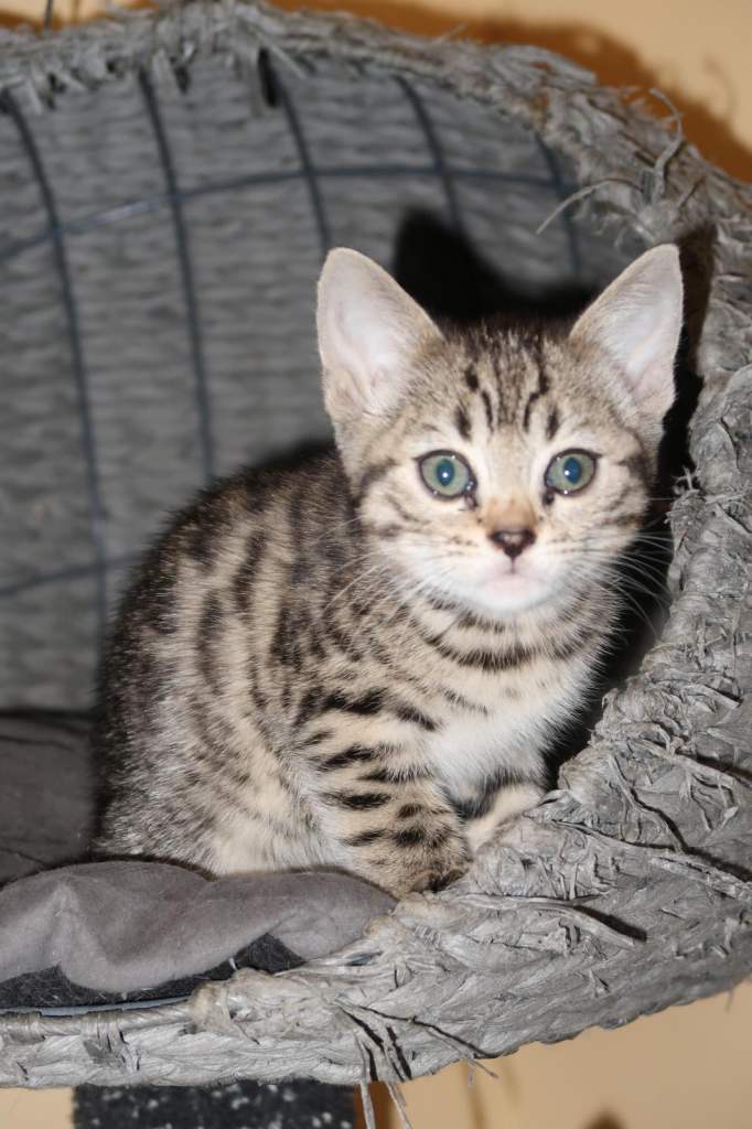  1 Stunning GCCF Registered Bengal Kittens – Ready to leave  in 3 weeks 20th March