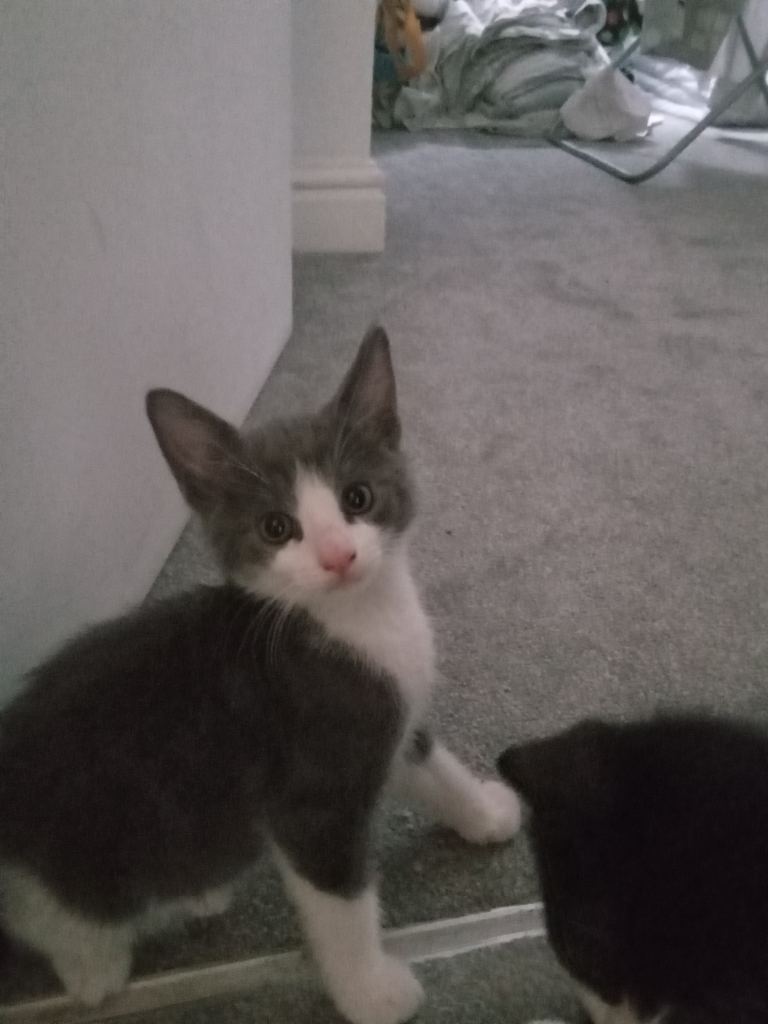 Kittens 
