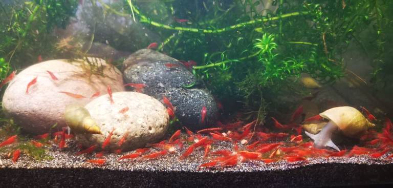 Cherry Shrimps Neocaridina x5