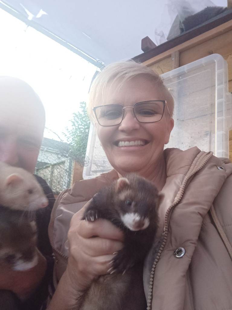 3 pet ferrets 1 jill 2 hobs 