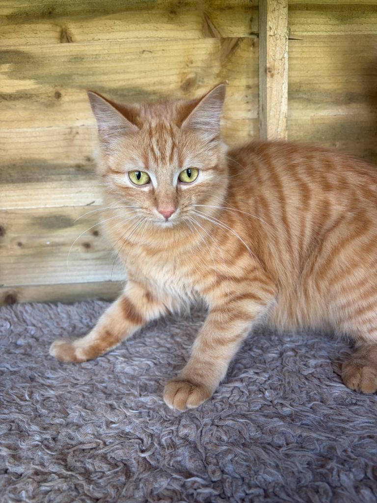 Cats needing new forever homes 