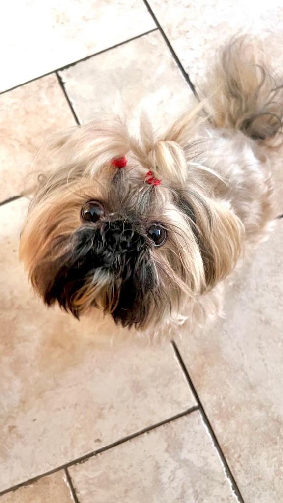 ✨🐶 BEAUTIFUL SHIH TZU PUPPIES – READY TO TAKE HOME IN JAN.✨🐶