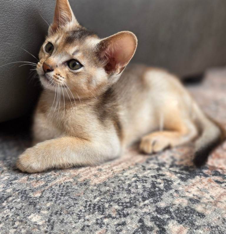 Tica Abyssinian kittens 