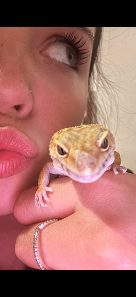 leopard ghecko 