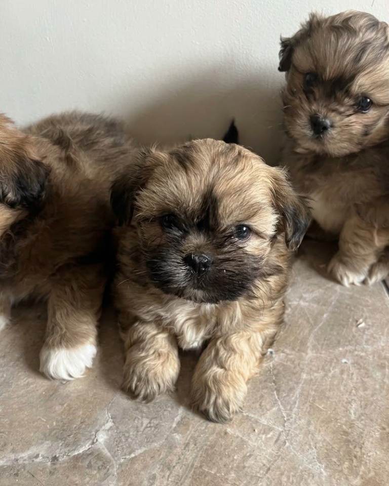 Shih Tzu puppies