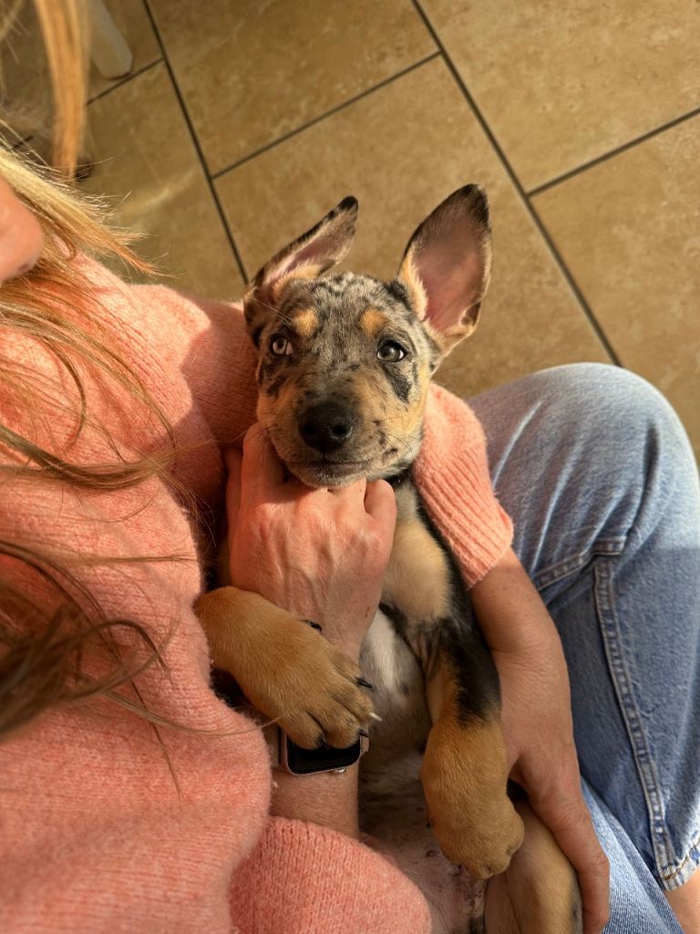 Staff x Kelpie pups - Last one