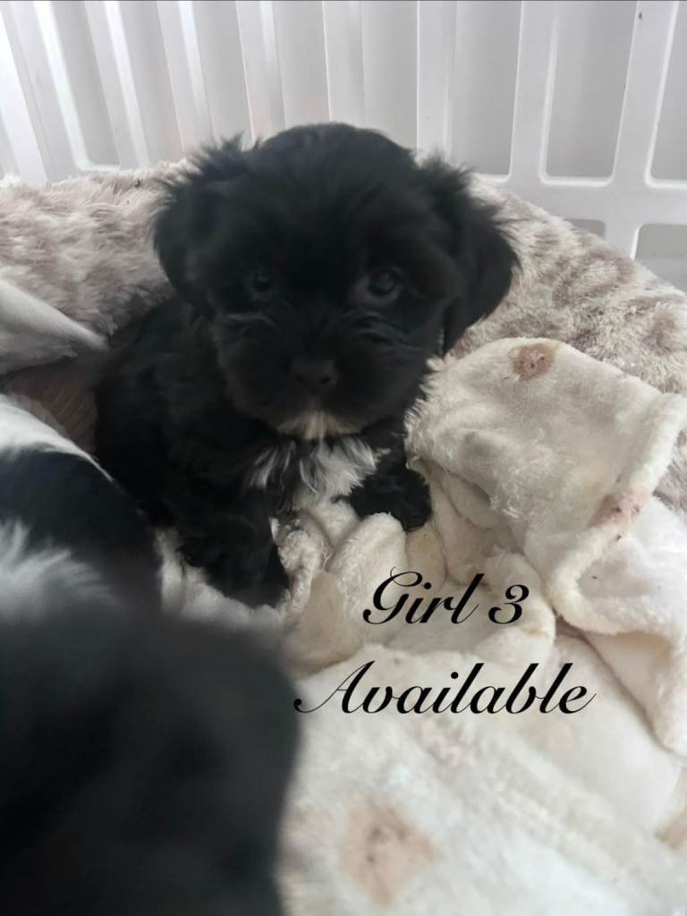 Two beautiful female shorkies ready to go