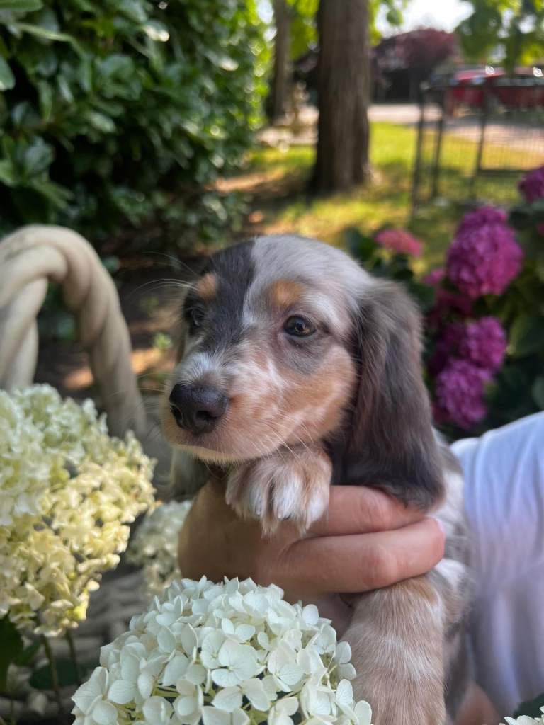 Long hair mini dachshund 