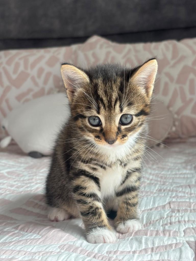 x1 male kitten available immediately £200 ONO