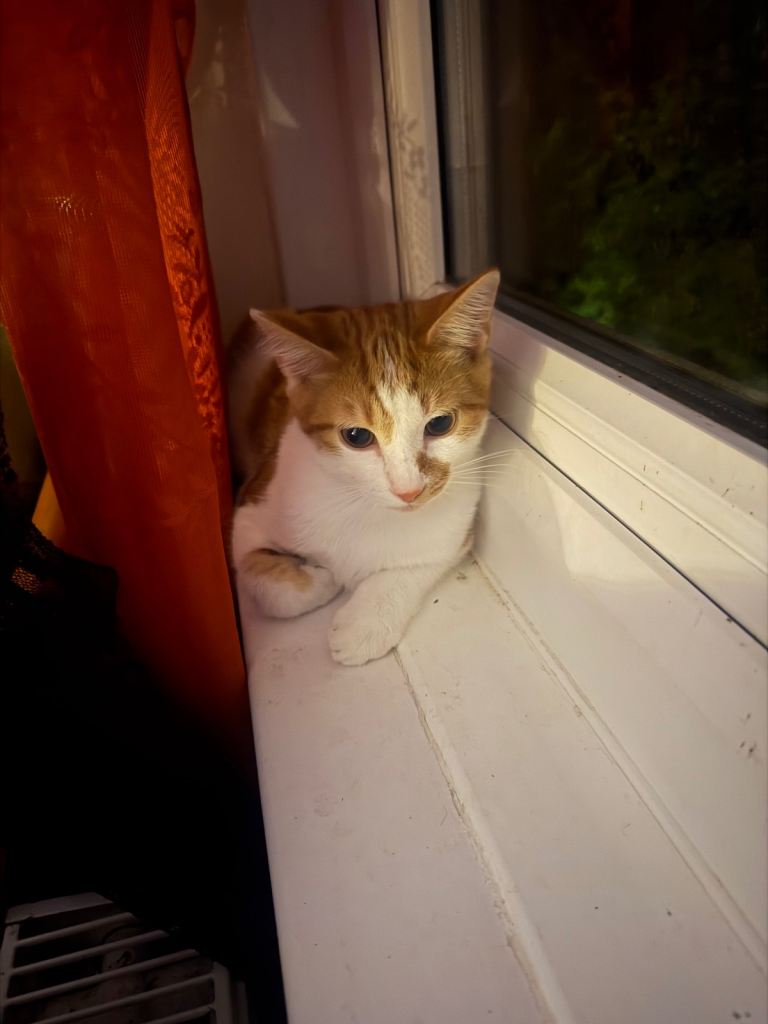 Two bonded kittens 