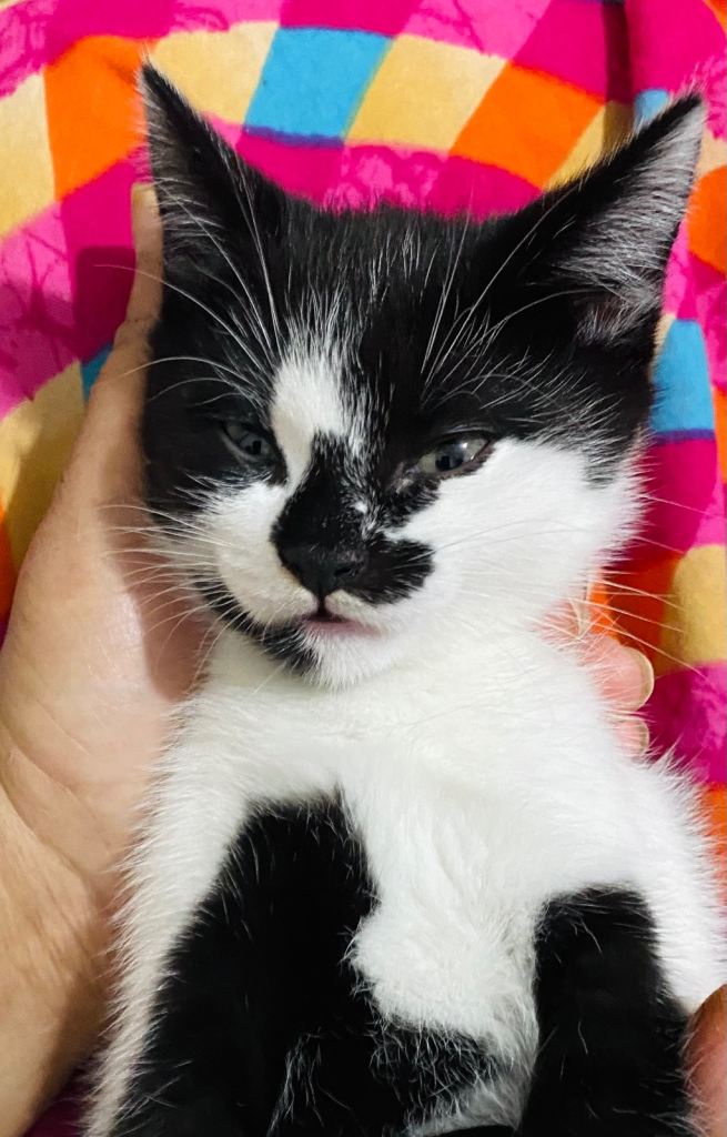 🐱 Beautiful Affectionate British Short Hair Kittens Looking for Loving Forever Homes 🐱