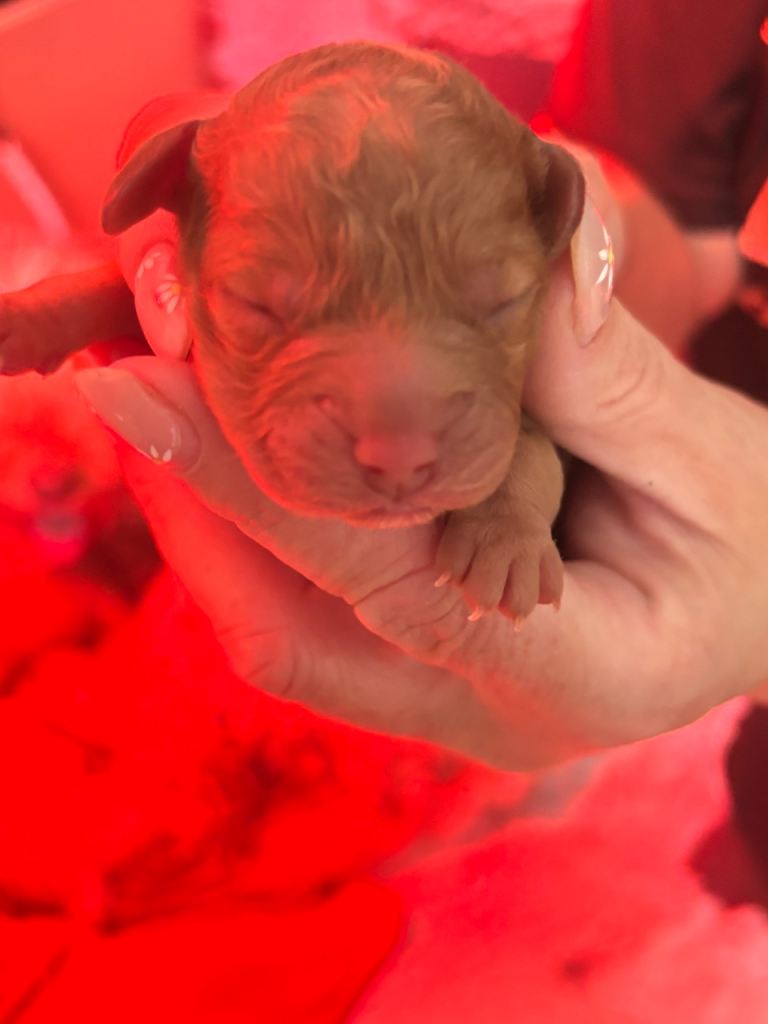 Cavapoo puppies