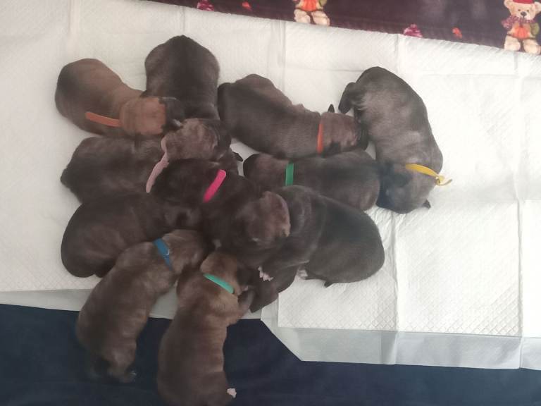 Presa canario puppies for sale