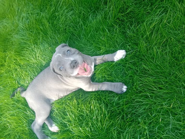 9 WEEK OLD BLUE STAFF GIRL