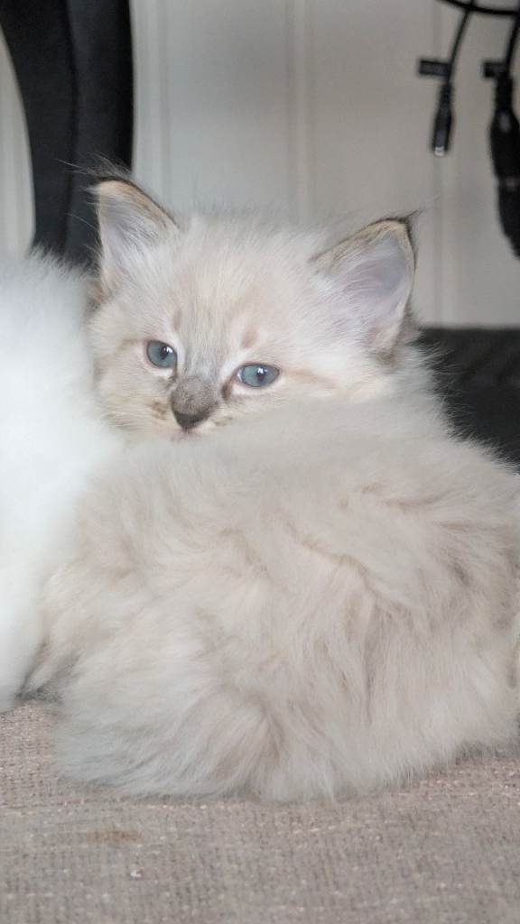 Four pure Ragdoll kittens Pure Blue Eyes