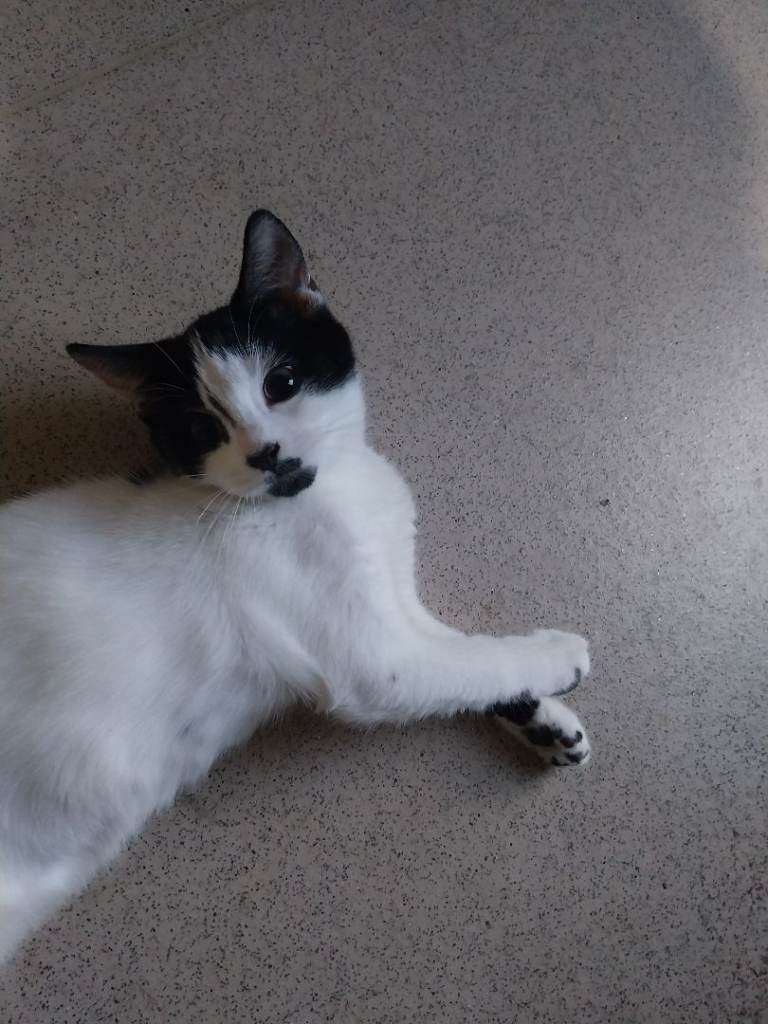 Black and white kitten ( female )