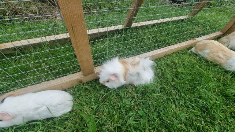Guinea Pigs