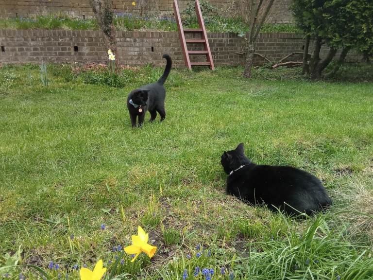 I need to go stateside