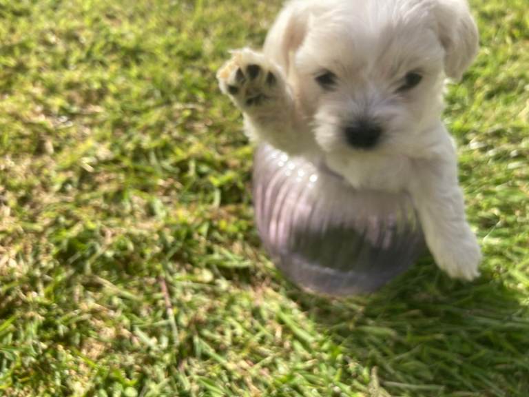 Bichon x Shih Tzu