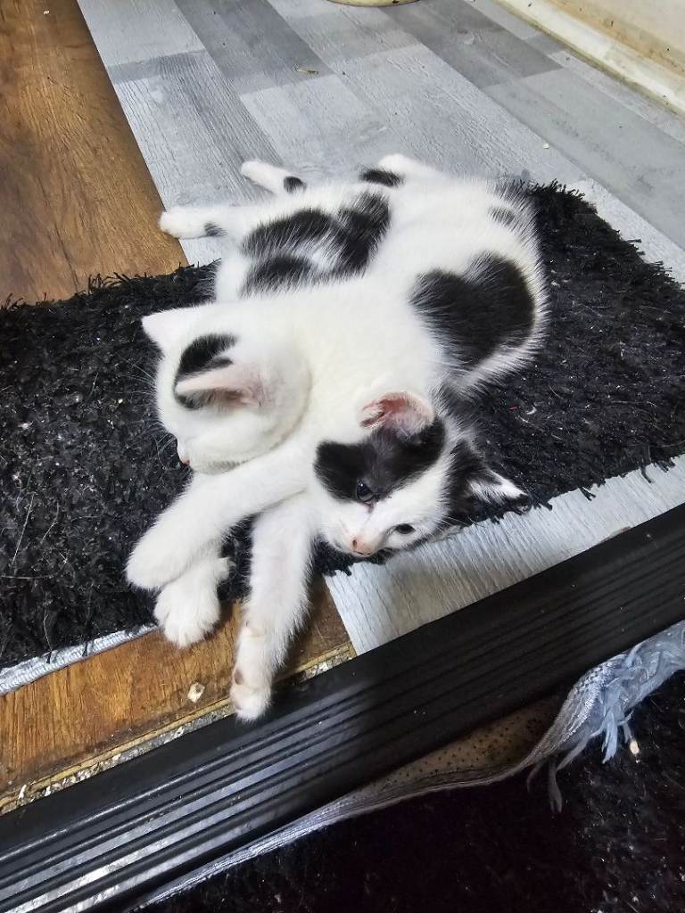 Kitten for sale; ready to go to a new home.