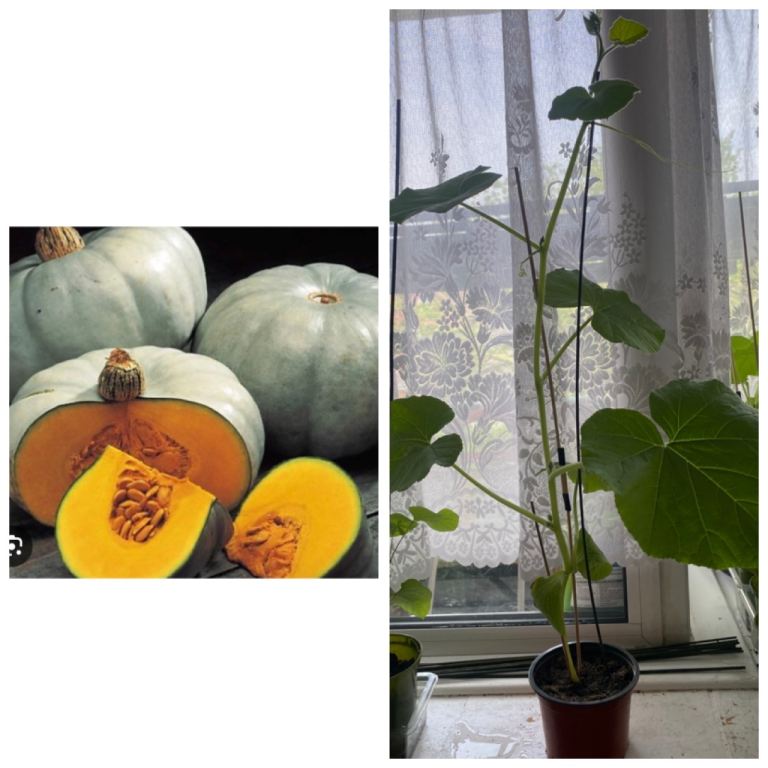  Sweet Grey Pumpkin Plant x10 