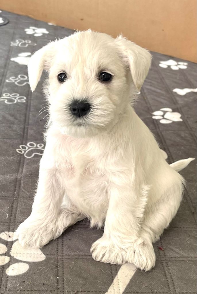 White Miniature Schnauzers , Parents and puppies Royal Kennel Registered