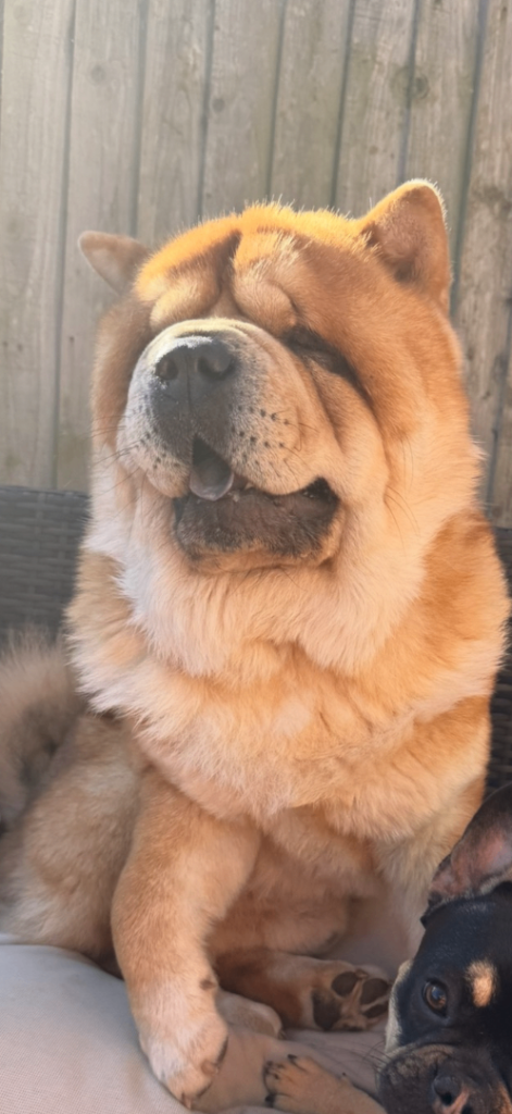 Male chow chow