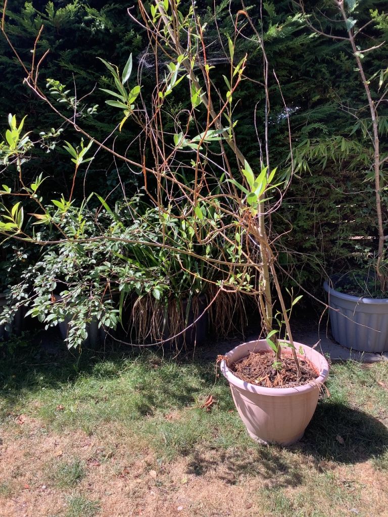 Potted Willow Tree - Established, Healthy Plant