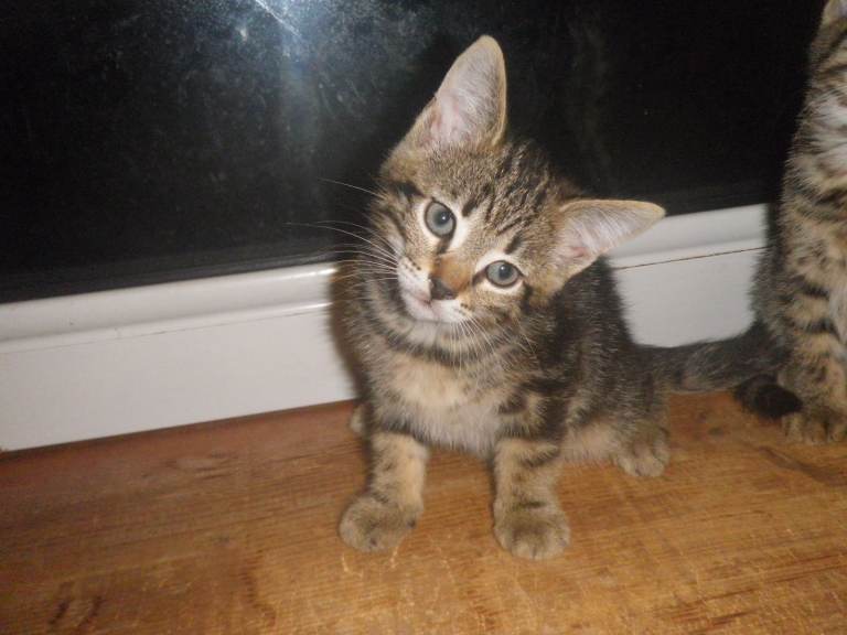 Tabby Kittens Adorable 